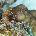 Banded Coral Shrimp Dive 3 Klien Sampler DSC 6847