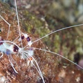 Banded Coral Shrimp Dive 3 Klien Sampler DSC 6864