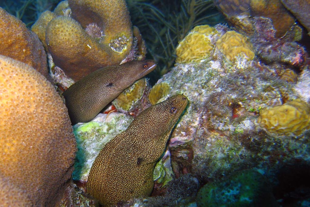 Eel Moray Dive 1 Buddy Reef IMG 9993
