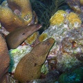 Eel Moray Dive 1 Buddy Reef IMG 9993