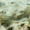 Flounder_Dive_23_Buddy_Reef_DSC_7578.jpg