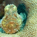 Frogfish_Dive_23_Buddy_Reef_DSC_7530.jpg