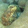 Frogfish_Dive_23_Buddy_Reef_DSC_7524.jpg