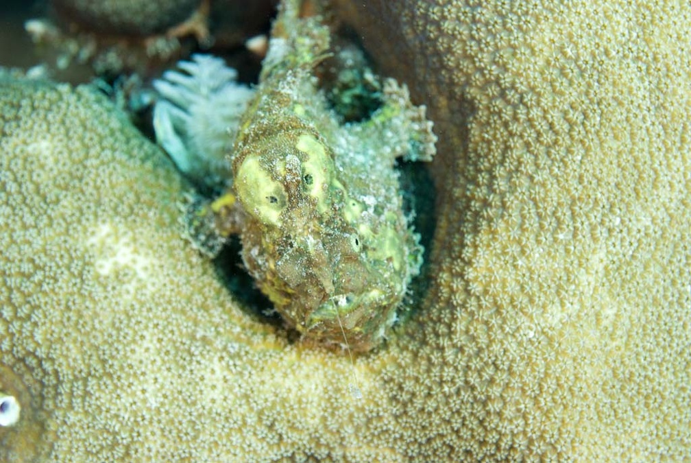 Frogfish Dive 23 Buddy Reef DSC 7536