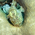 Frogfish_Dive_23_Buddy_Reef_DSC_7536.jpg