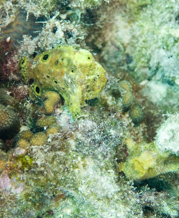 Frogfish Dive 23 Buddy Reef DSC 7549