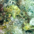 Frogfish_Dive_23_Buddy_Reef_DSC_7549.jpg