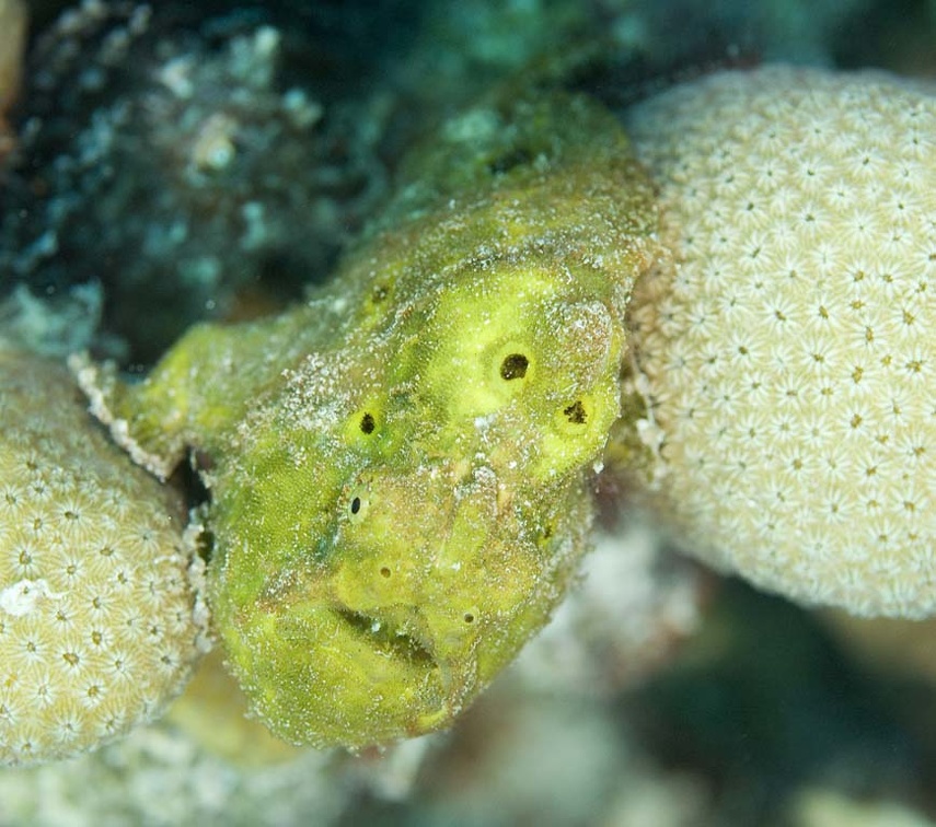Frogfish Dive 24 Buddy Reef DSC 7636
