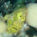 Frogfish_Dive_24_Buddy_Reef_DSC_7636.jpg