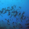Jacks Dive 2 Buddy Reef to LaMachaca IMG 0025