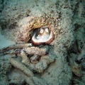 Octopus Dive 20 Buddy Reef dawn IMG 0407