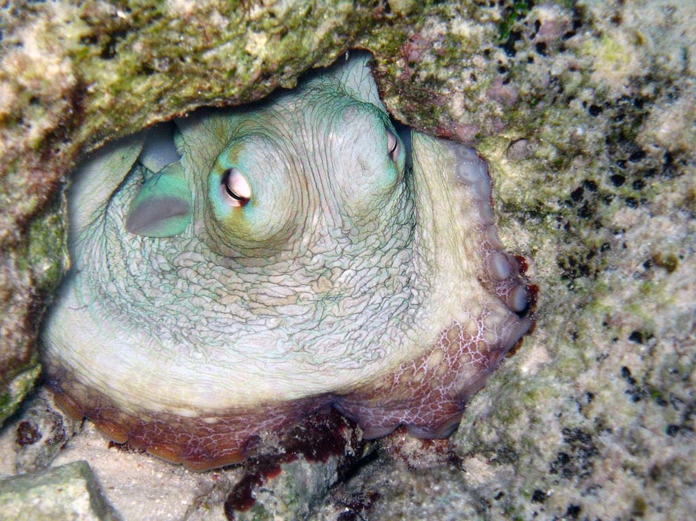 Octopus Dive 20 Buddy Reef dawn IMG 0409