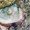 Octopus_Dive_20_Buddy_Reef_dawn_IMG_0409.jpg