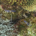 Pederson Cleaner Shrimp Dive 22 Rappel DSC 7455