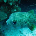 Porcupinefish Dive 5 Klien Just a Nice Dive IMG 0049