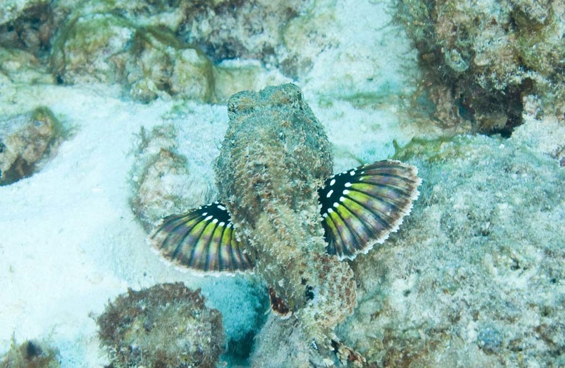Scorpionfish Dive 10 Klien Mi Dushi DSC 7004