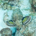 Scorpionfish Dive 10 Klien Mi Dushi DSC 7004