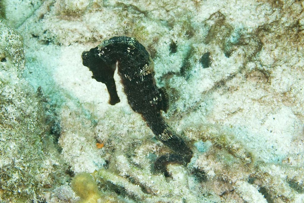 Seahorse Dive 22 Rappel DSC 7401