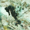 Seahorse Dive 22 Rappel DSC 7401