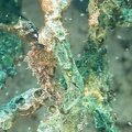 Seahorse Dive 23 Buddy Reef DSC 7510