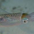 Squid Dive 12 Buddy Reef DSC 7091