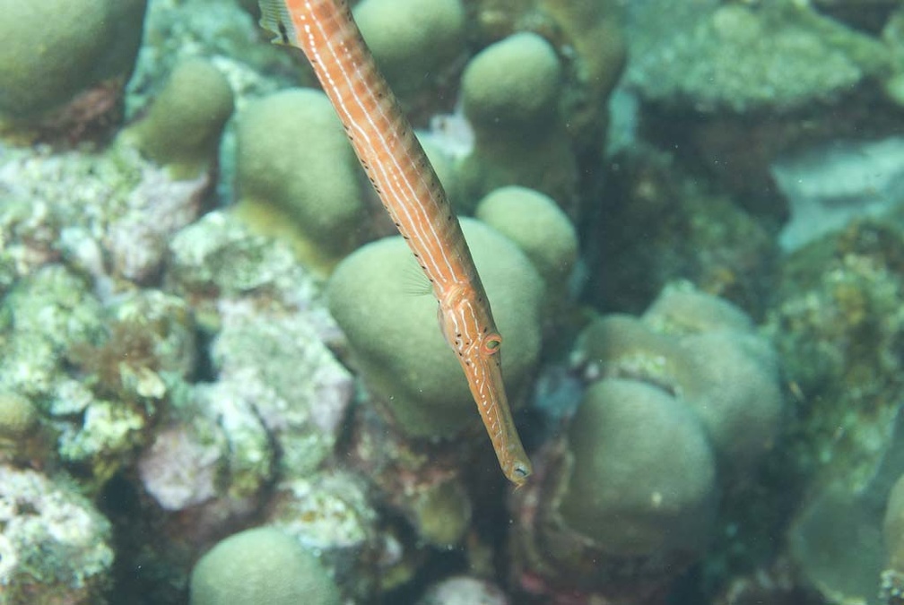 Trumpetfish Dive 22 Rappel DSC 7441