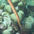 Trumpetfish Dive 22 Rappel DSC 7441