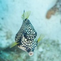 Trunkfish Dive 5 Buddy Reef DSC 6925
