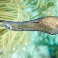 Trumpetfish Dive 23 Buddy Reef DSC 7503