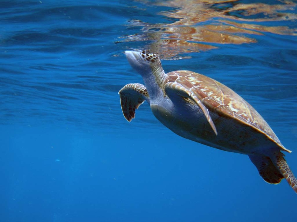 Turtle Dive 14 Peties Pillar IMG 0226