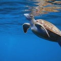 Turtle_Dive_14_Peties_Pillar_IMG_0226.jpg