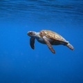 Turtle Dive 14 Peties Pillar IMG 0223
