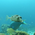 Dive 101 Buddy Reef M0011247