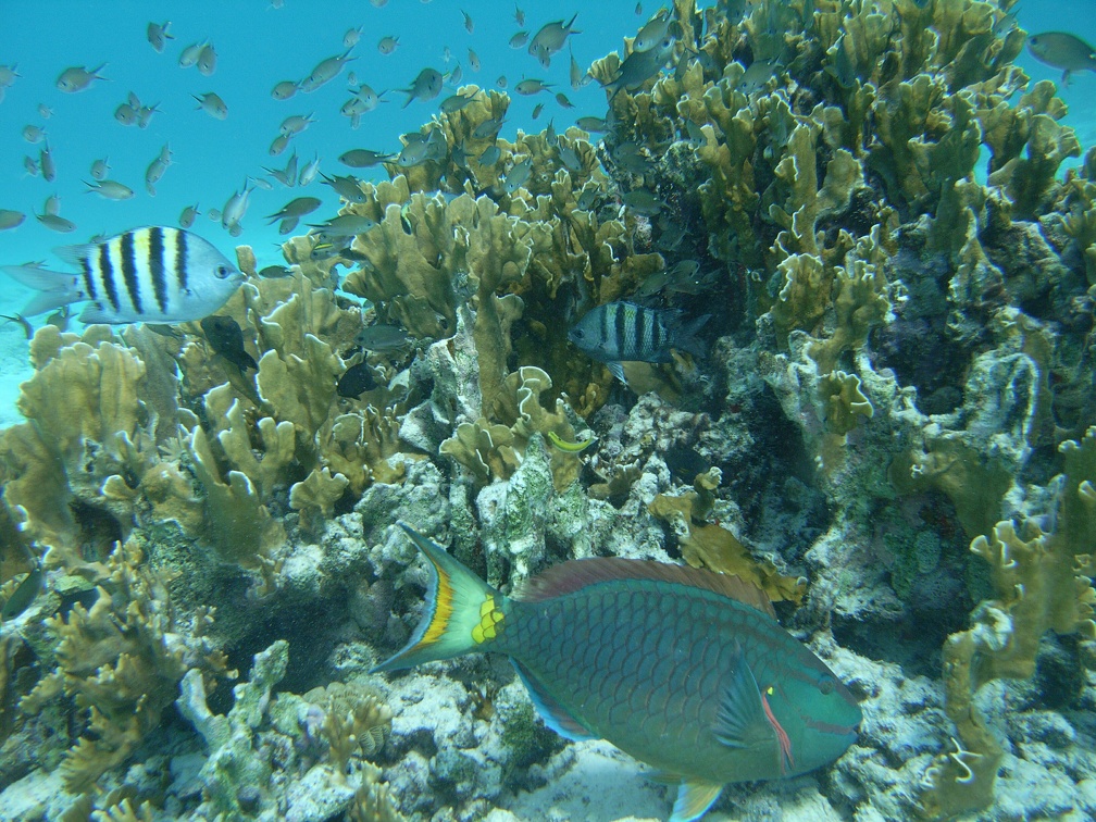 Dive 111 Invisible M0011469