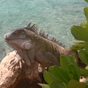 Bonaire200601