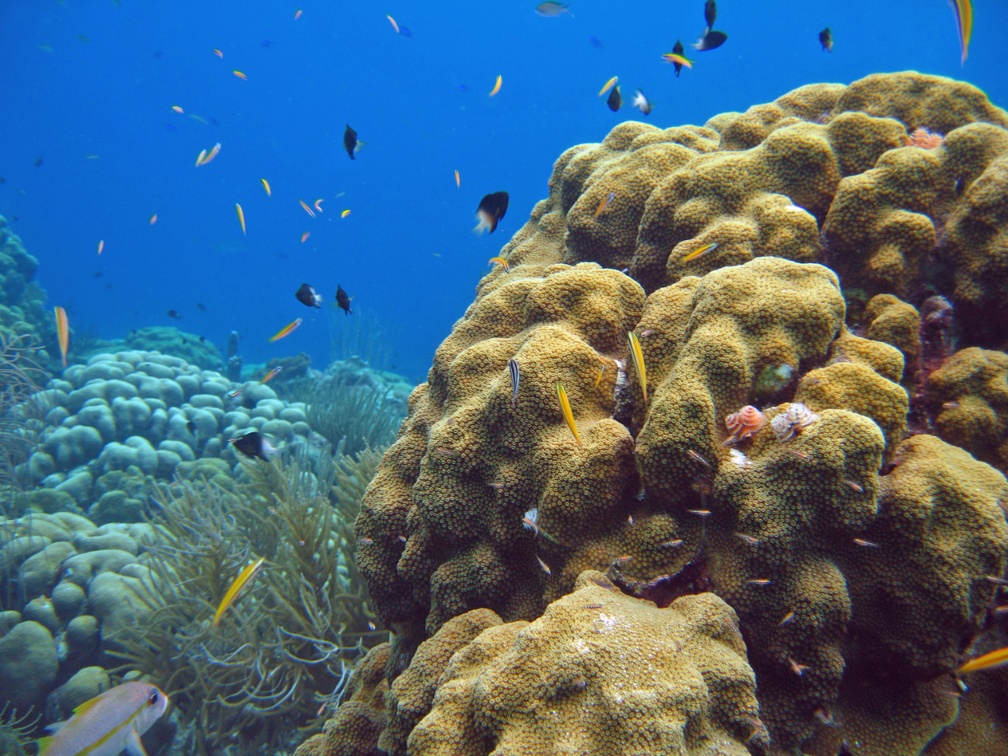 Dive 11 Old Blue IMG 5030 edited 1