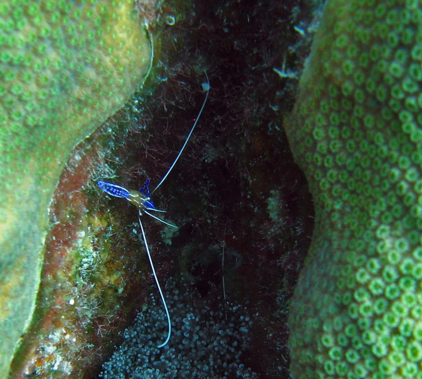 Dive 16 Angle City w Andrea and Caryn IMG 5207 edited 1