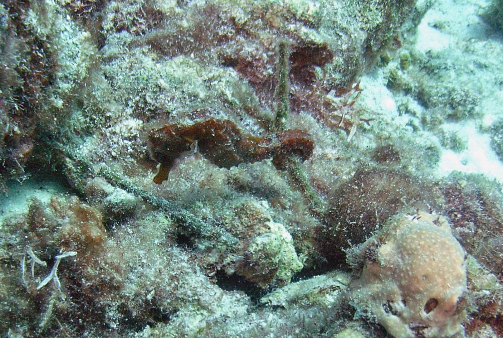Dive 20 Webers Joy SeaHorse M0012564 edited 1