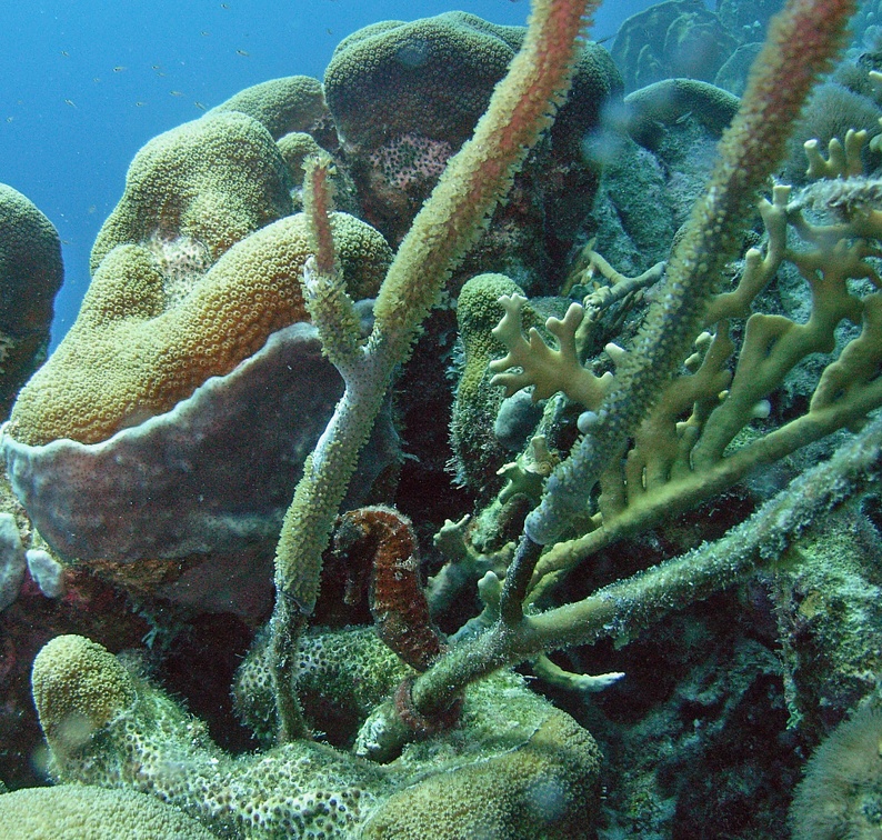 Dive 20 Webers Joy SeaHorse M0012565 edited 1