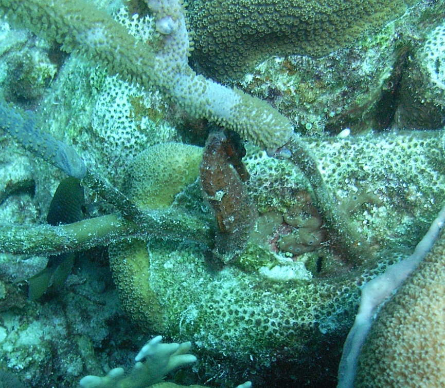 Dive 20 Webers Joy SeaHorse M0012568