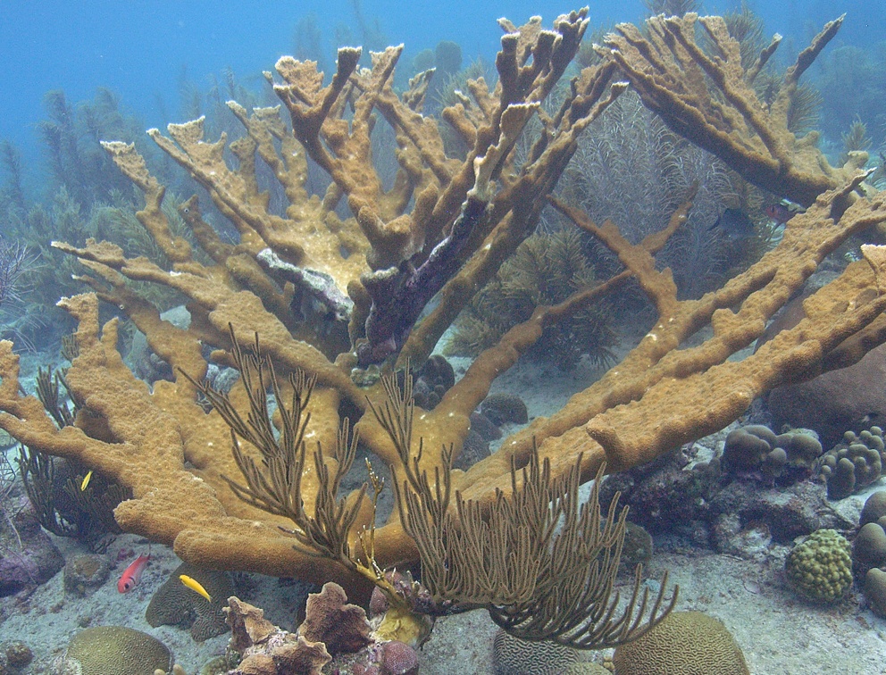 Dive 22 Karputa M0012643 edited 1