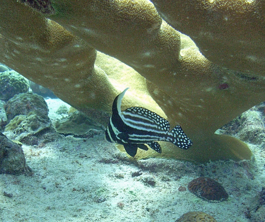 Dive 22 Karputa M0012649 edited 1