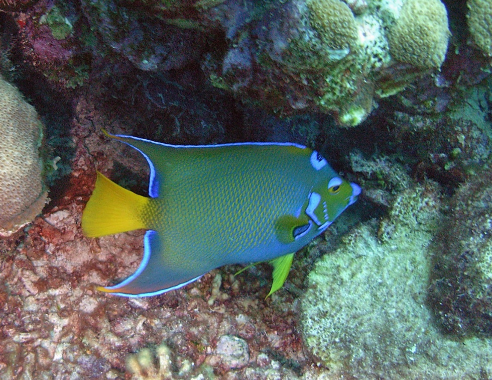 Dive 23 Rappel M0012670 edited 1