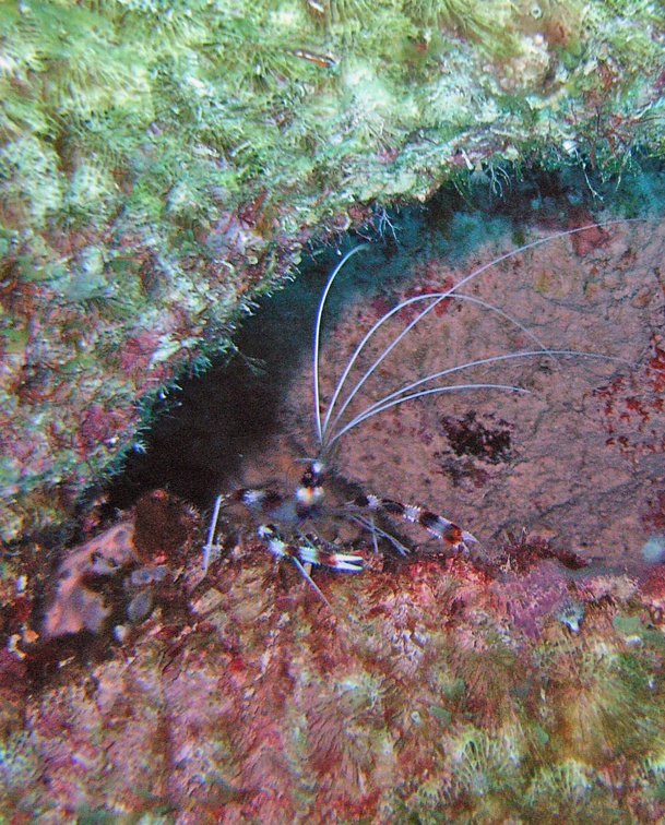 Dive 23 Rappel M0012681 edited 1