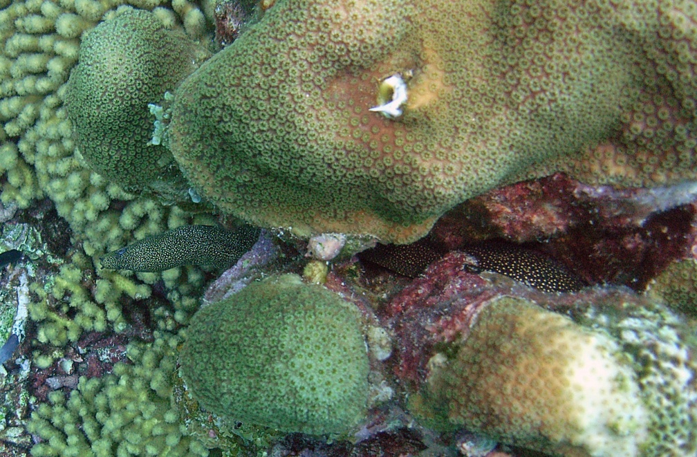 Dive 23 Rappel M0012699 edited 1