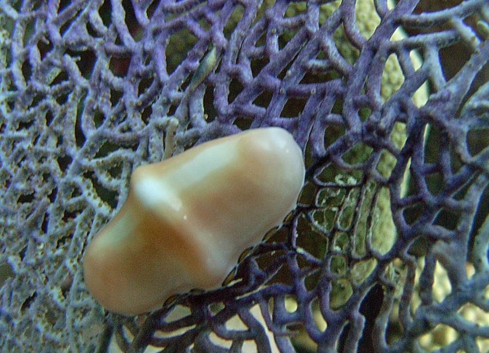 Dive 23 Rappel M0012707 edited 1