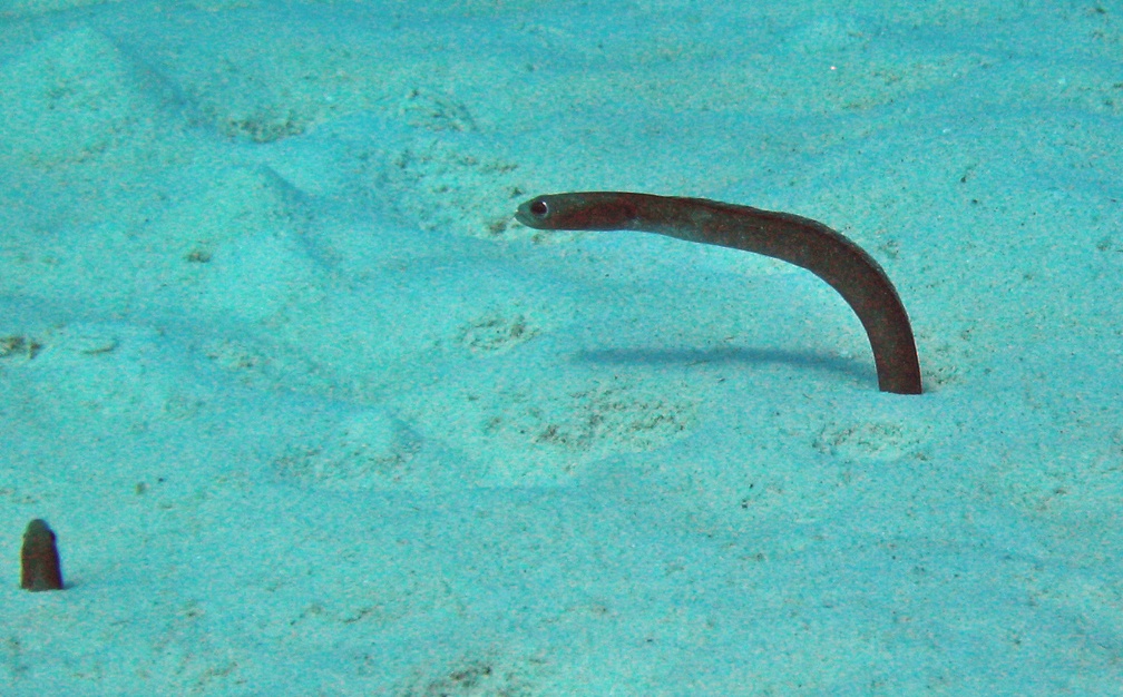 Dive 24 Invisibles IMG 5353 edited 1