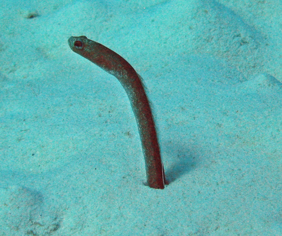 Dive 24 Invisibles IMG 5360 edited 1