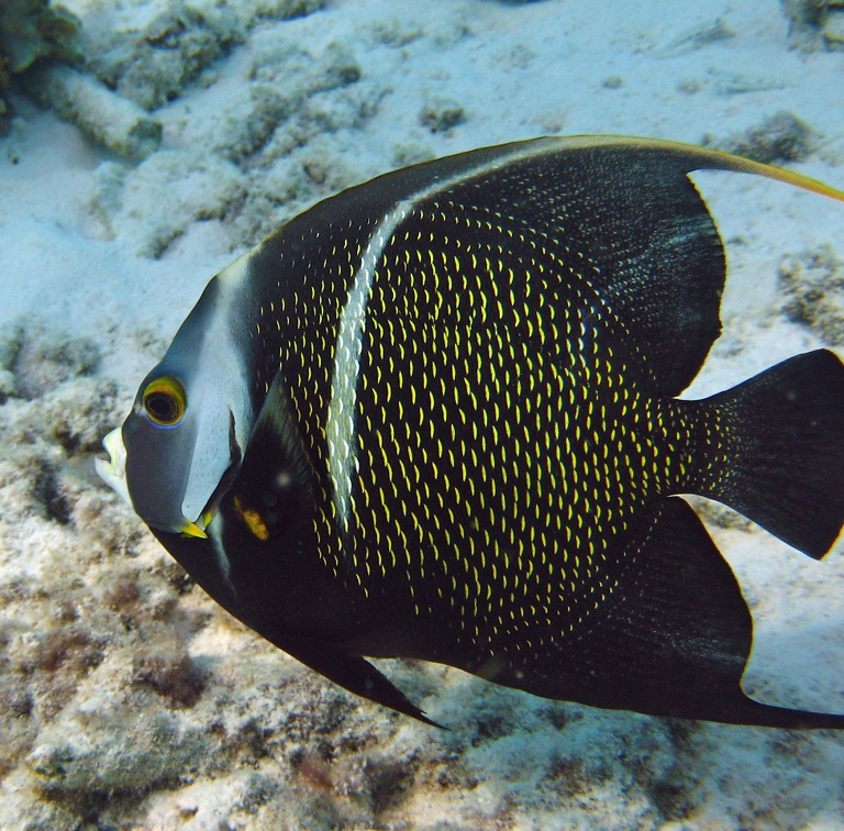 Dive 24 Invisibles IMG 5385 edited 1