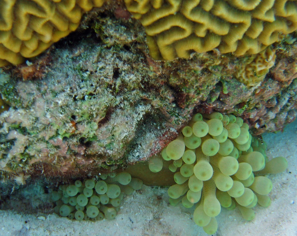 Dive 24 Invisibles IMG 5394 edited 1